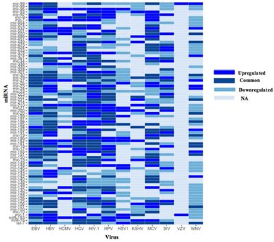 AntiVIRmiR: A repository of host antiviral miRNAs and their expression along with experimentally validated viral miRNAs and their targets